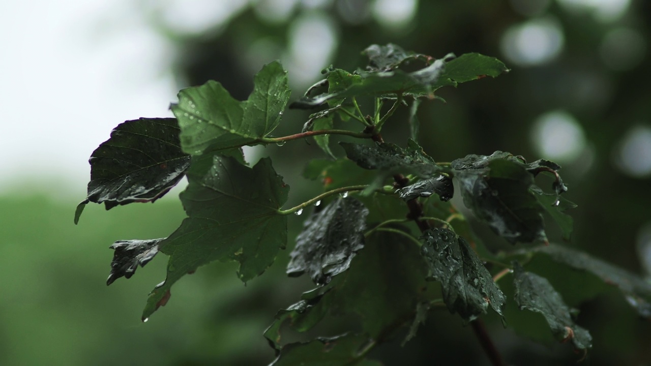 绿色的树枝特写在阴天下雨视频素材