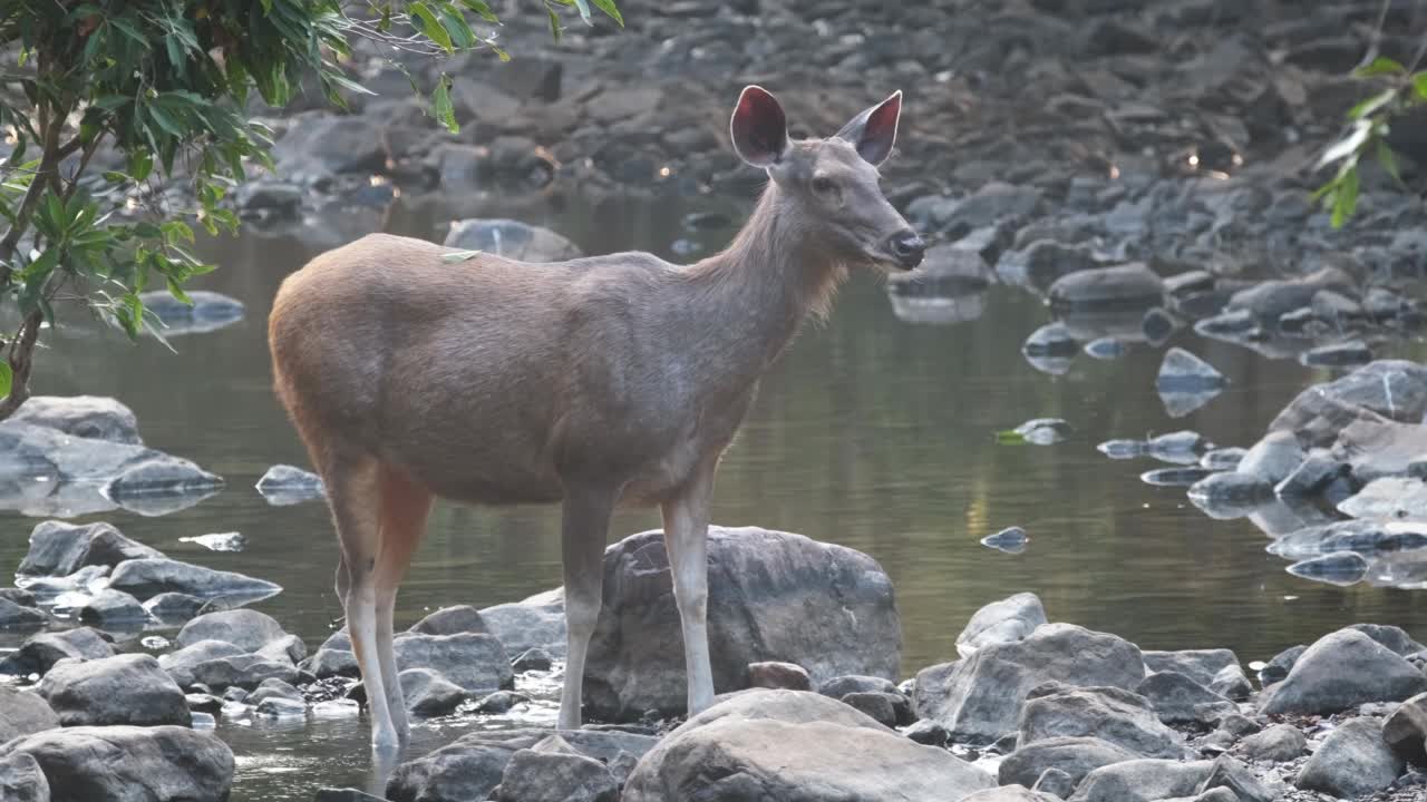 美丽的雌性黑棕鹿(Rusa unicolor)站在河流附近的Ranthambore国家公园，拉贾斯坦邦，印度视频素材