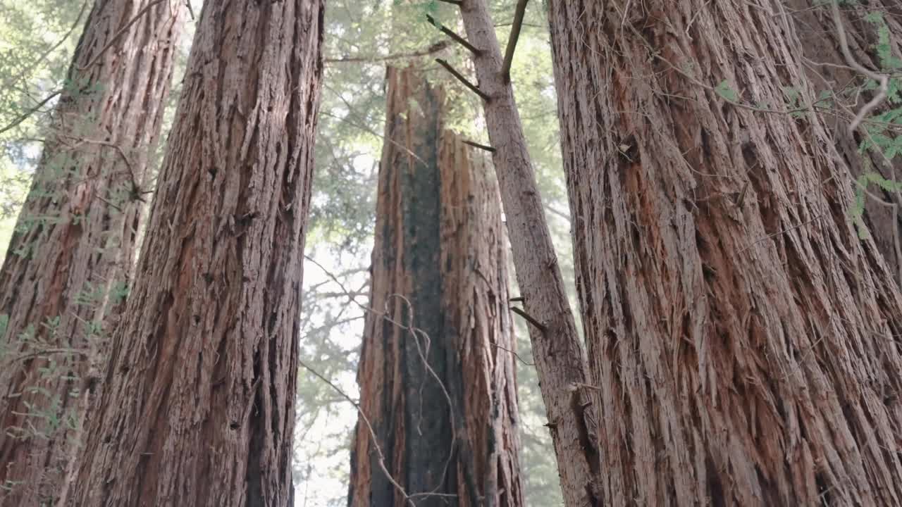 红杉树林视频素材