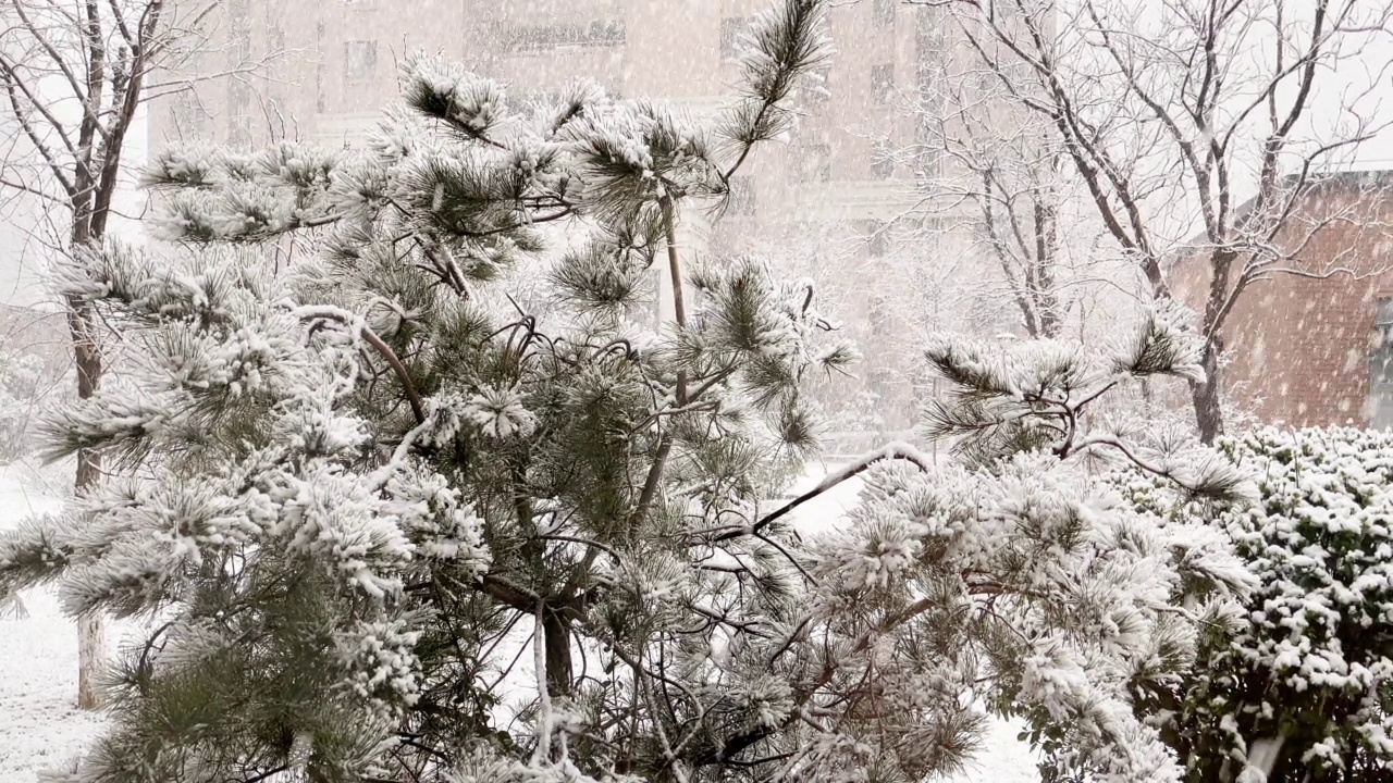 居民区有大雪视频素材