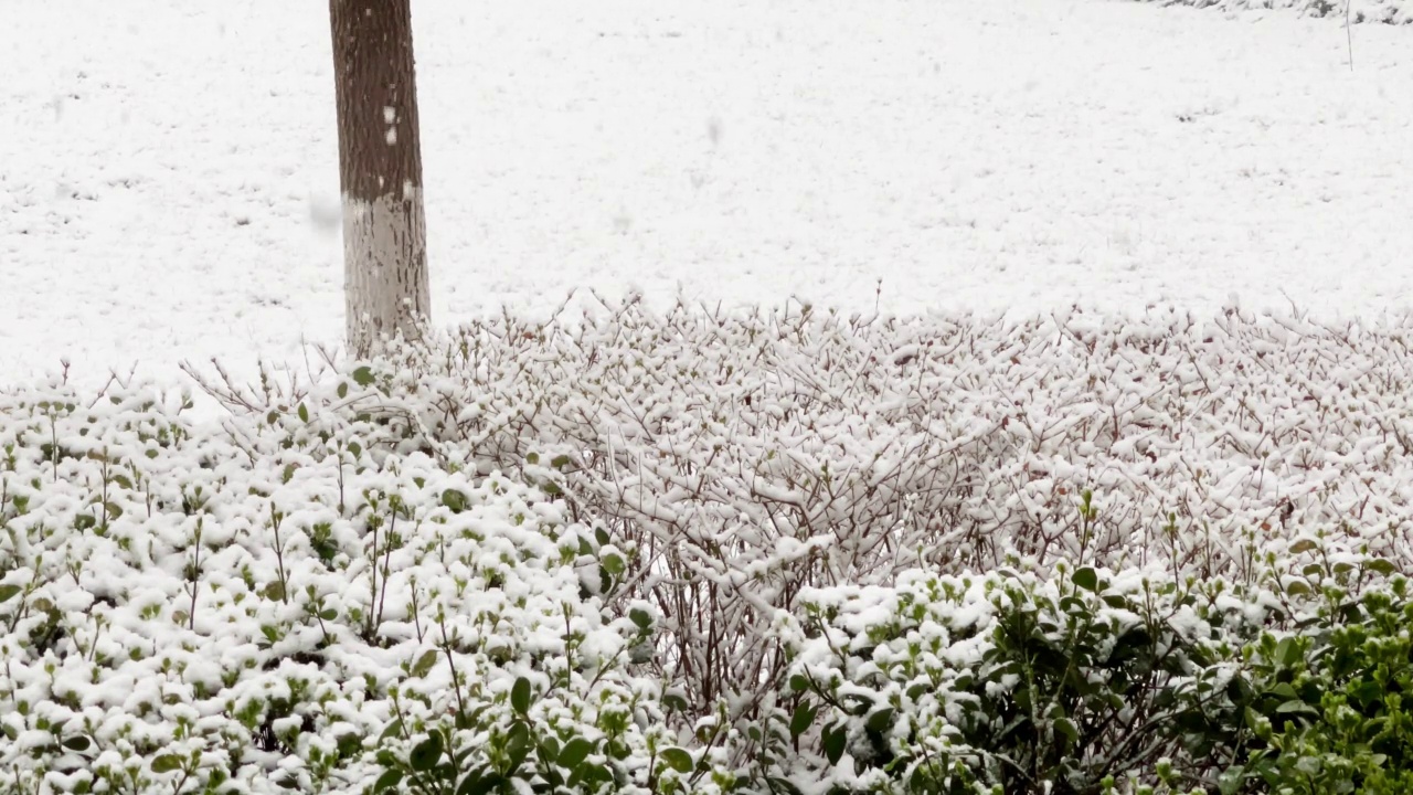 居民区有大雪视频素材