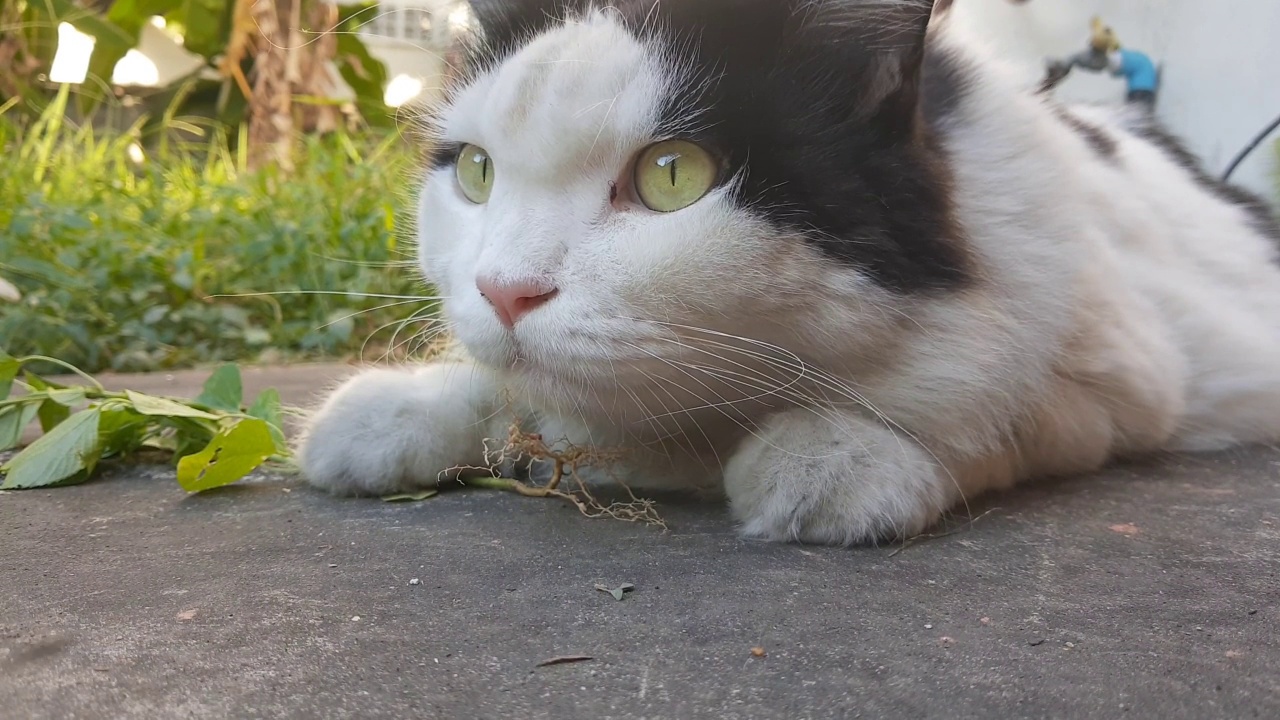 猫吃印度无尾草或猫草的镜头视频素材