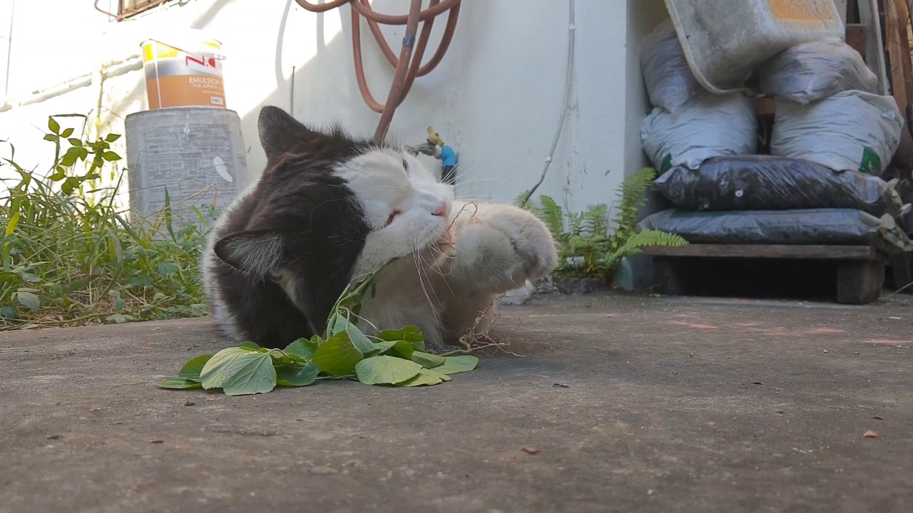 猫吃印度无尾草或猫草的镜头视频素材