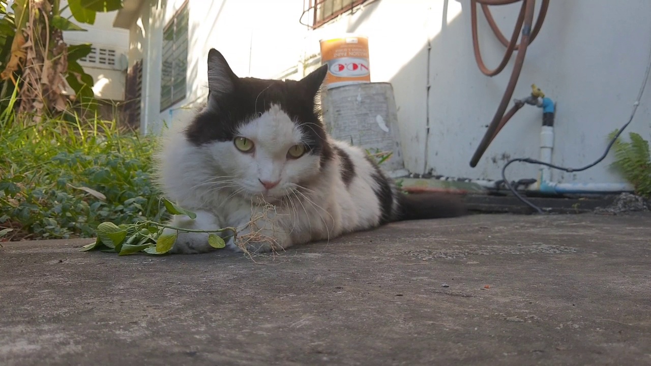 猫吃印度无尾草或猫草的镜头视频素材