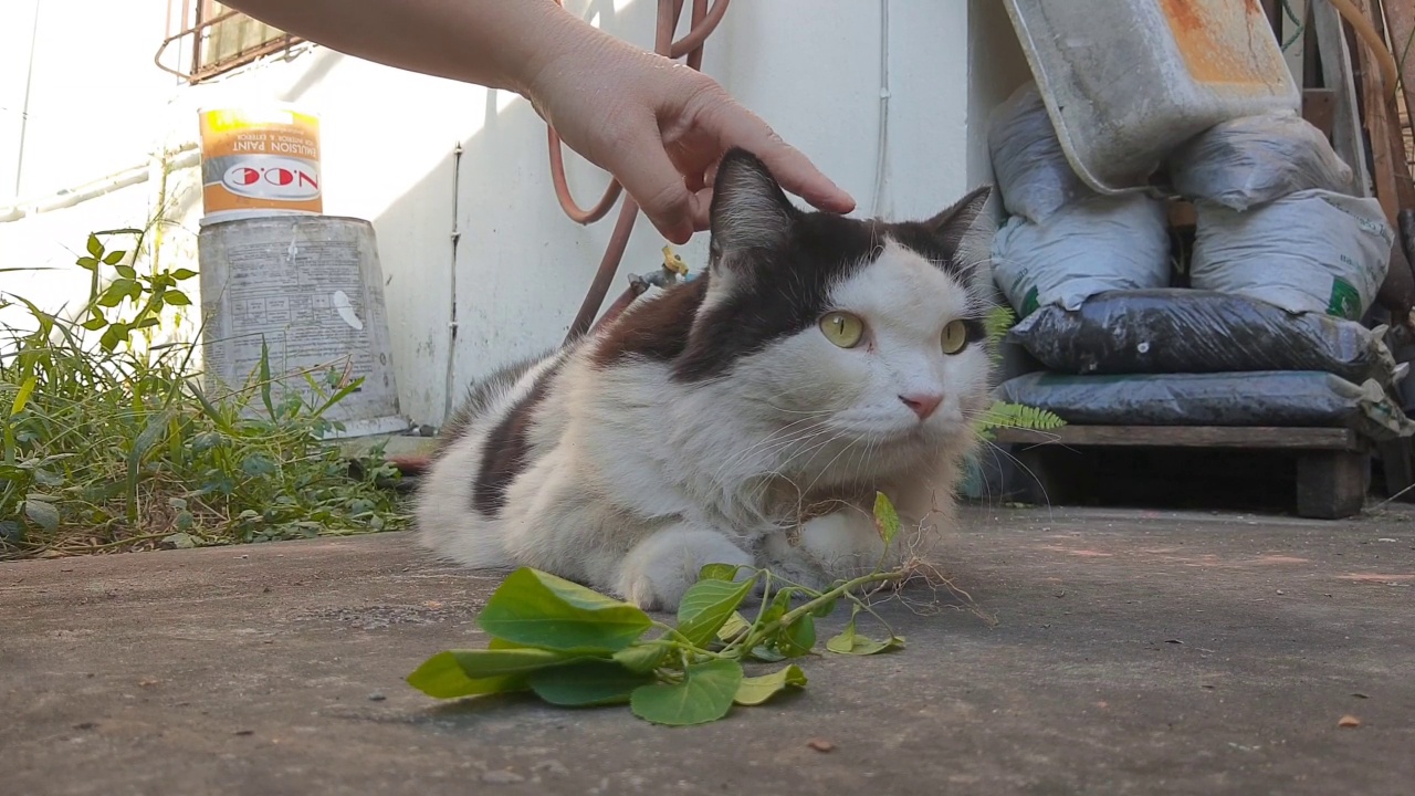 主人给猫喂印度阿加利法或猫草视频素材