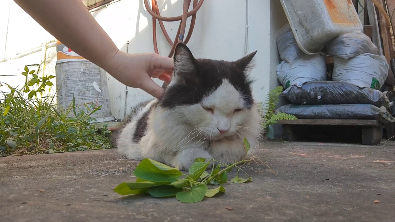 主人给猫喂印度阿加利法或猫草视频素材