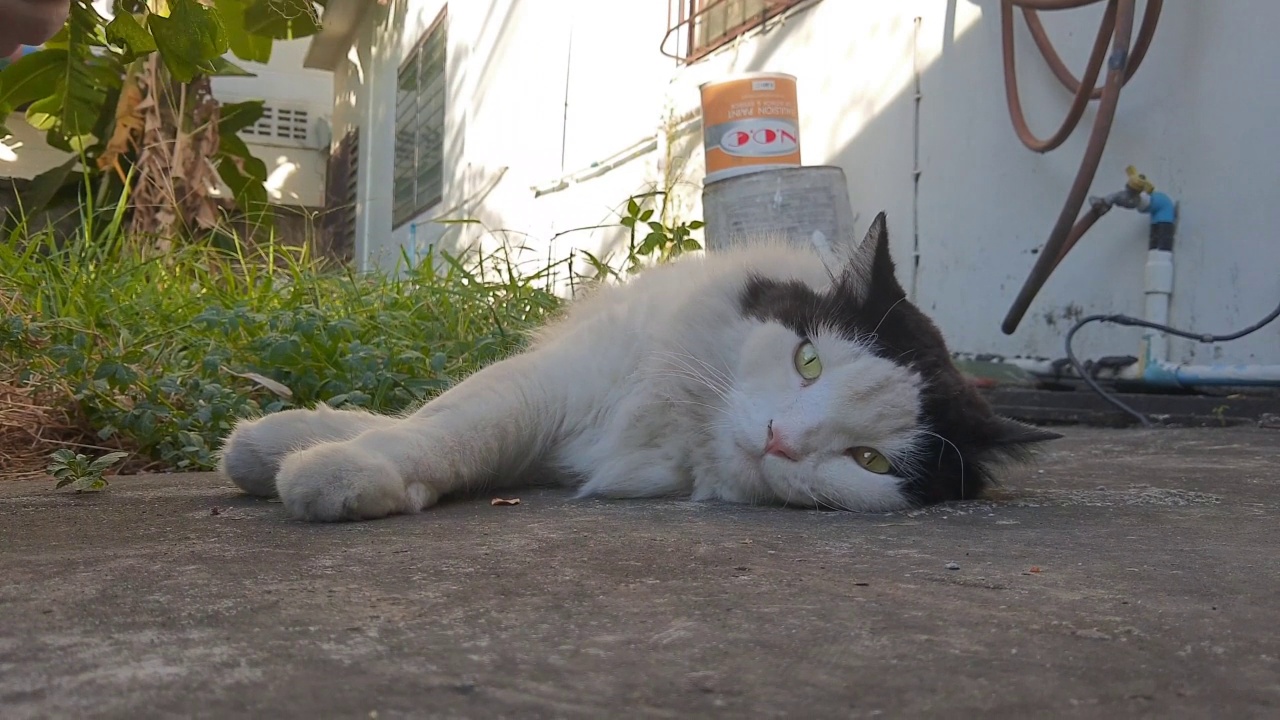 主人给猫喂印度阿加利法或猫草视频素材