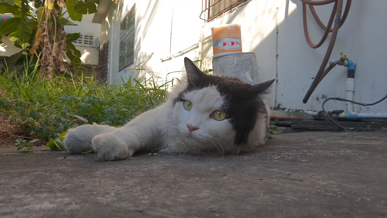 主人给猫喂印度阿加利法或猫草视频素材