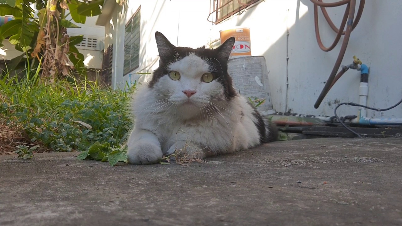 主人给猫喂印度阿加利法或猫草视频素材