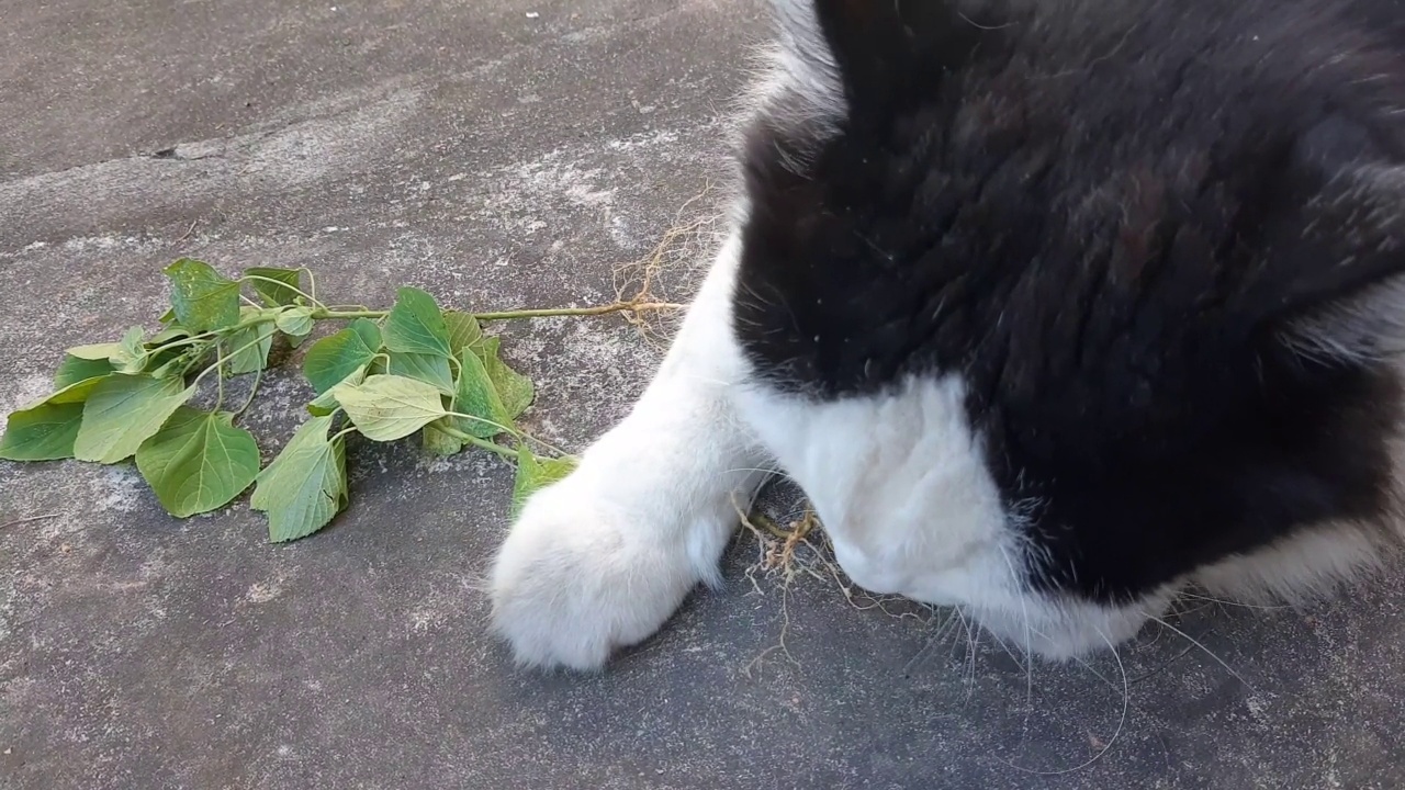 猫吃印度无尾草或猫草的镜头视频素材