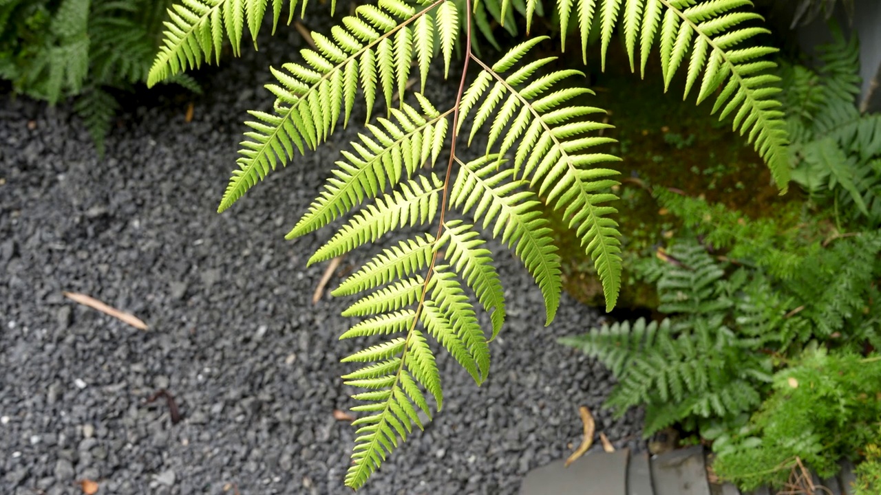 近距离拍摄森林中生长的美丽蕨类植物视频素材