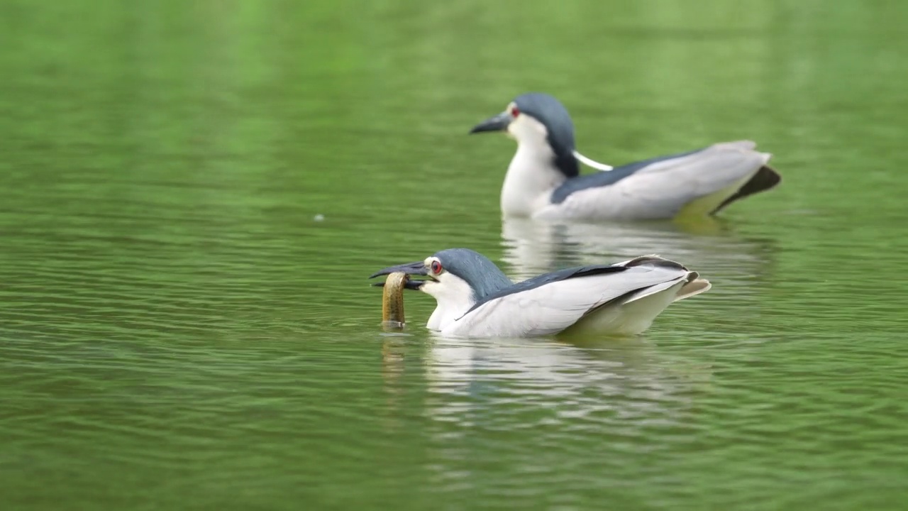 成年黑冠夜鹭(Nycticorax Nycticorax hoactli)飞越湿地视频素材