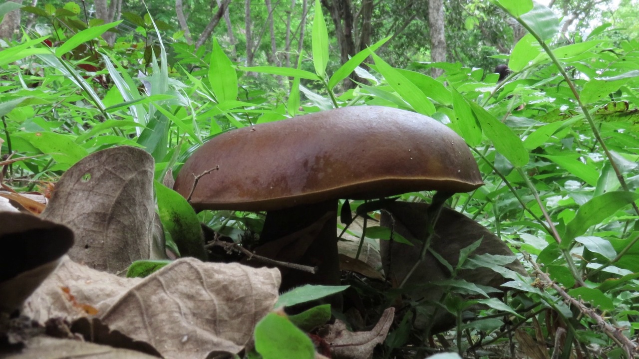 牛肝菌菇视频素材