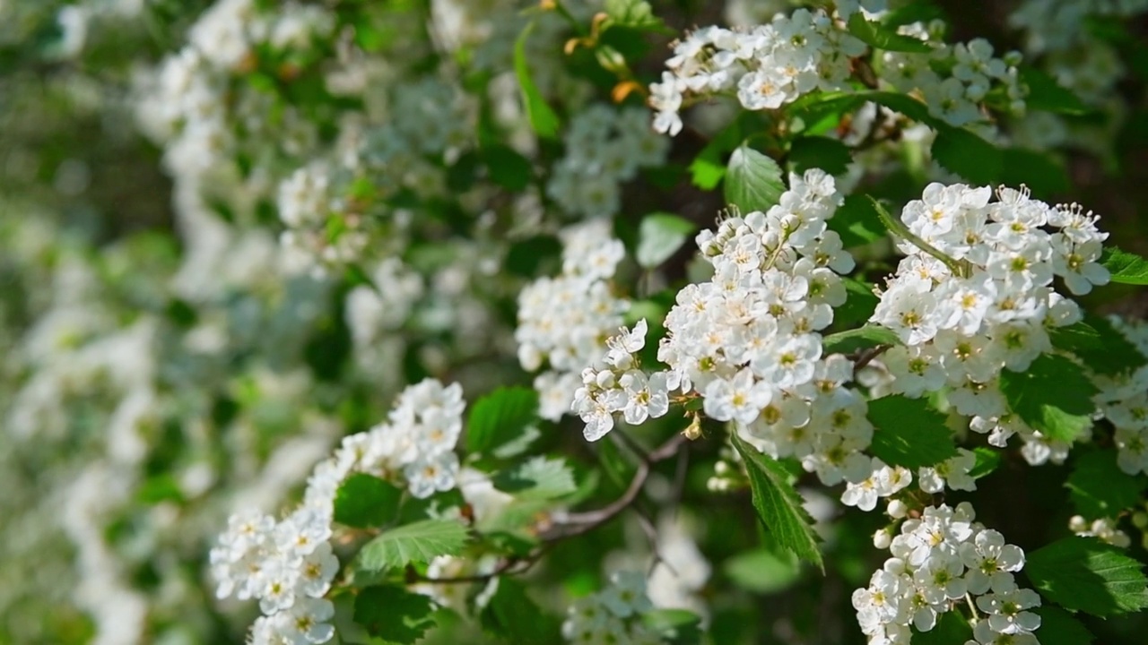 春天果园里开满白花的苹果树。视频素材