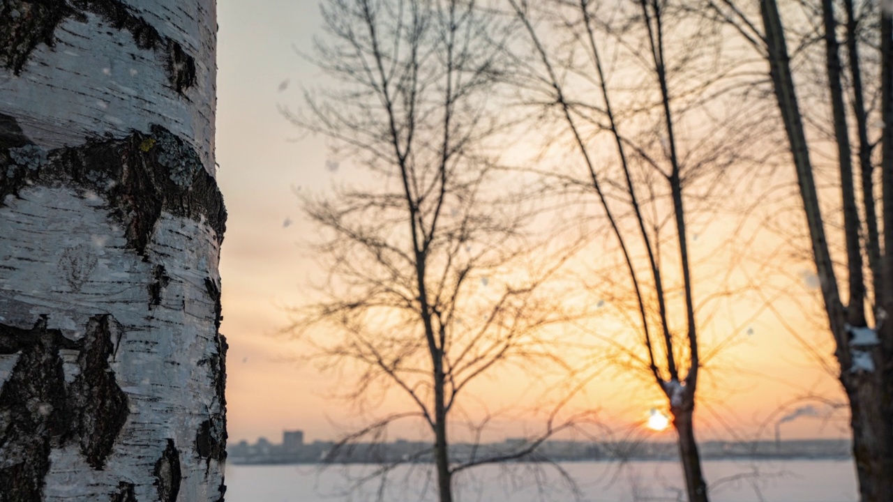 美丽的冬日夕阳，摄像机沿着白桦树从下到上移动。美丽的降雪。4 k视频素材