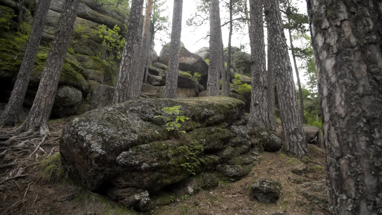 覆盖着苔藓的岩石和树木的森林。荒野景观森林桦树和松树和苔藓上的巨石野生风景。古老的岩石与树木，根和土壤。视频素材