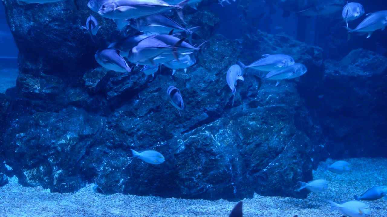 水族馆里的鱼，水下的动物视频素材