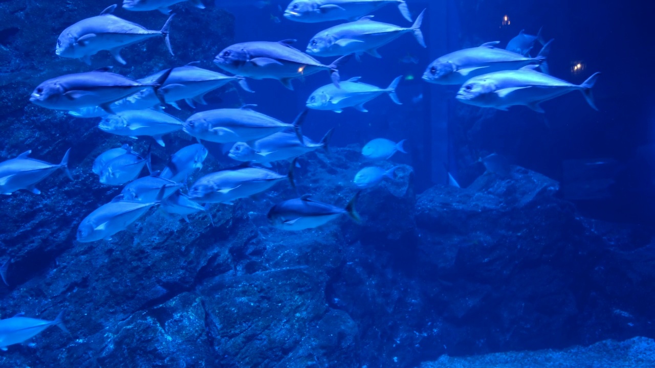 水族馆里的鱼，水下的动物视频素材