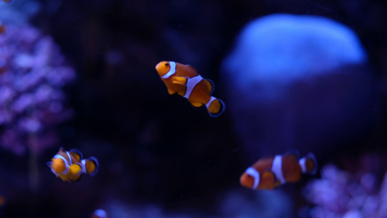 水族馆里的鱼，水下的动物视频素材