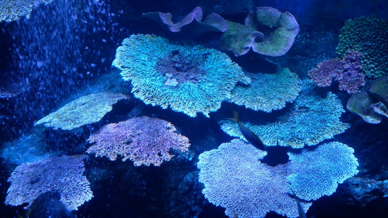 水族馆里的鱼，水下的动物视频素材