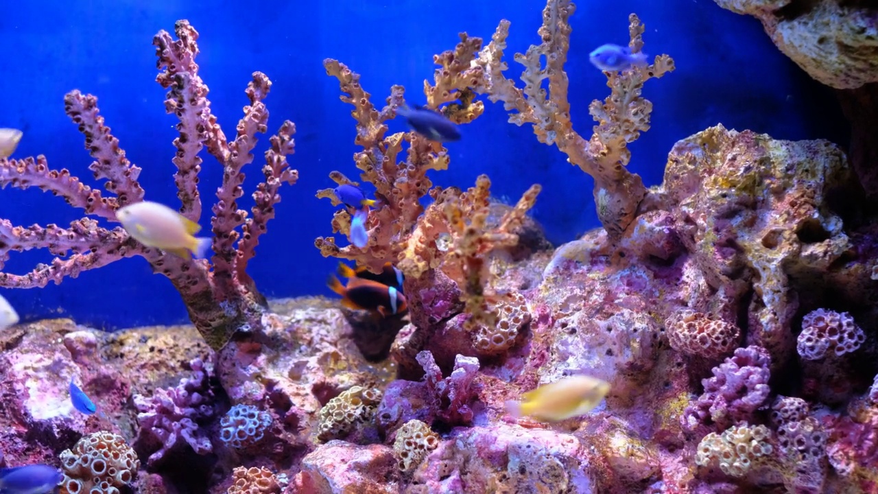 水族馆里的鱼，水下的动物视频素材