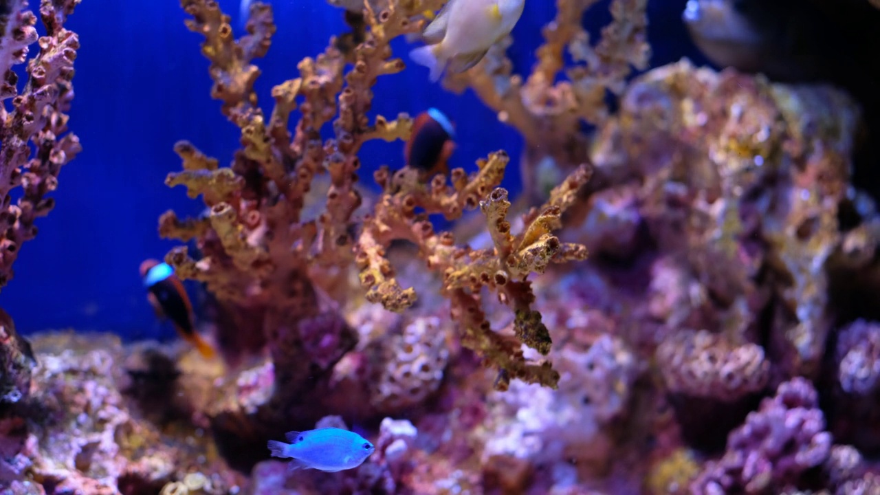 水族馆里的鱼，水下的动物视频素材