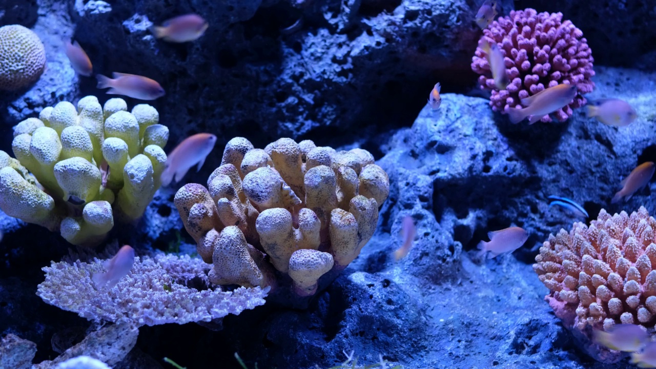 水族馆里的鱼，水下的动物视频素材