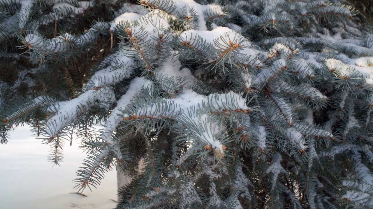 雪花落在圣诞树的树枝上。森林中冰冻的树枝。第一场雪。寒冷的天气。冬季视频素材