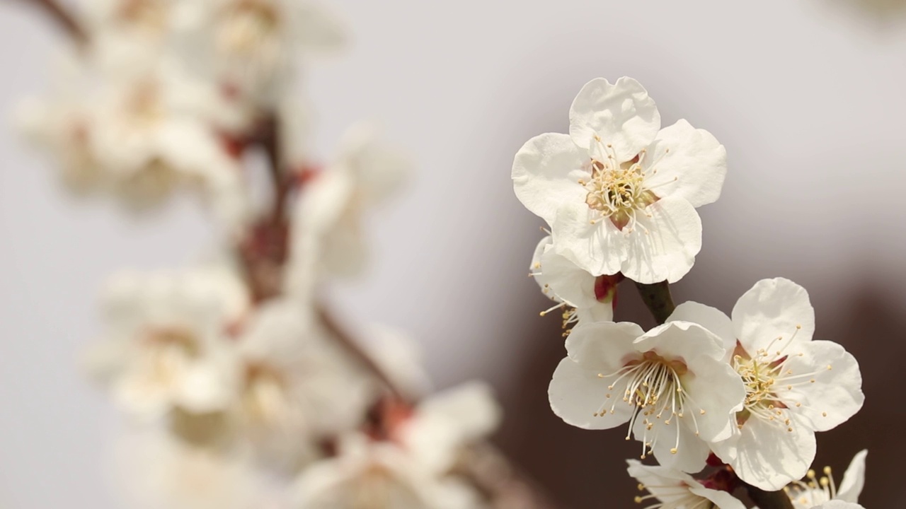 千叶县山富郡横芝光镇
梅花视频素材