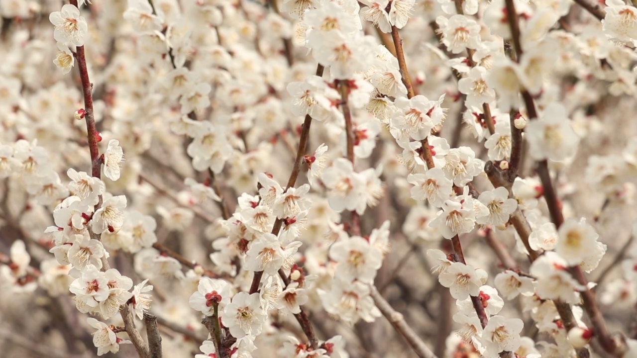 千叶县山富郡横芝光镇
梅花视频素材