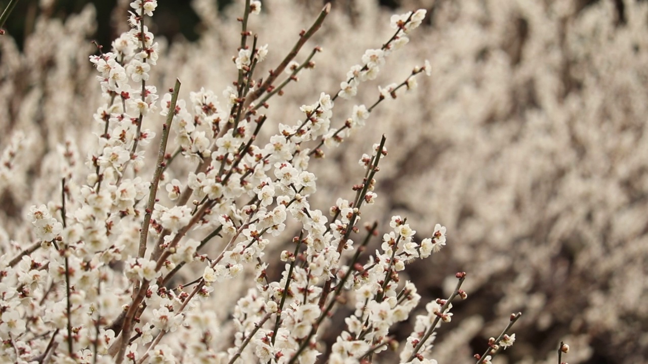 千叶县山富郡横芝光镇
梅花视频素材