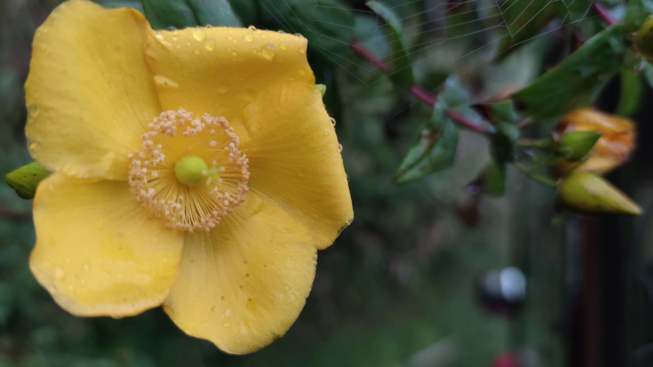 黄花(花萼金丝桃)视频素材