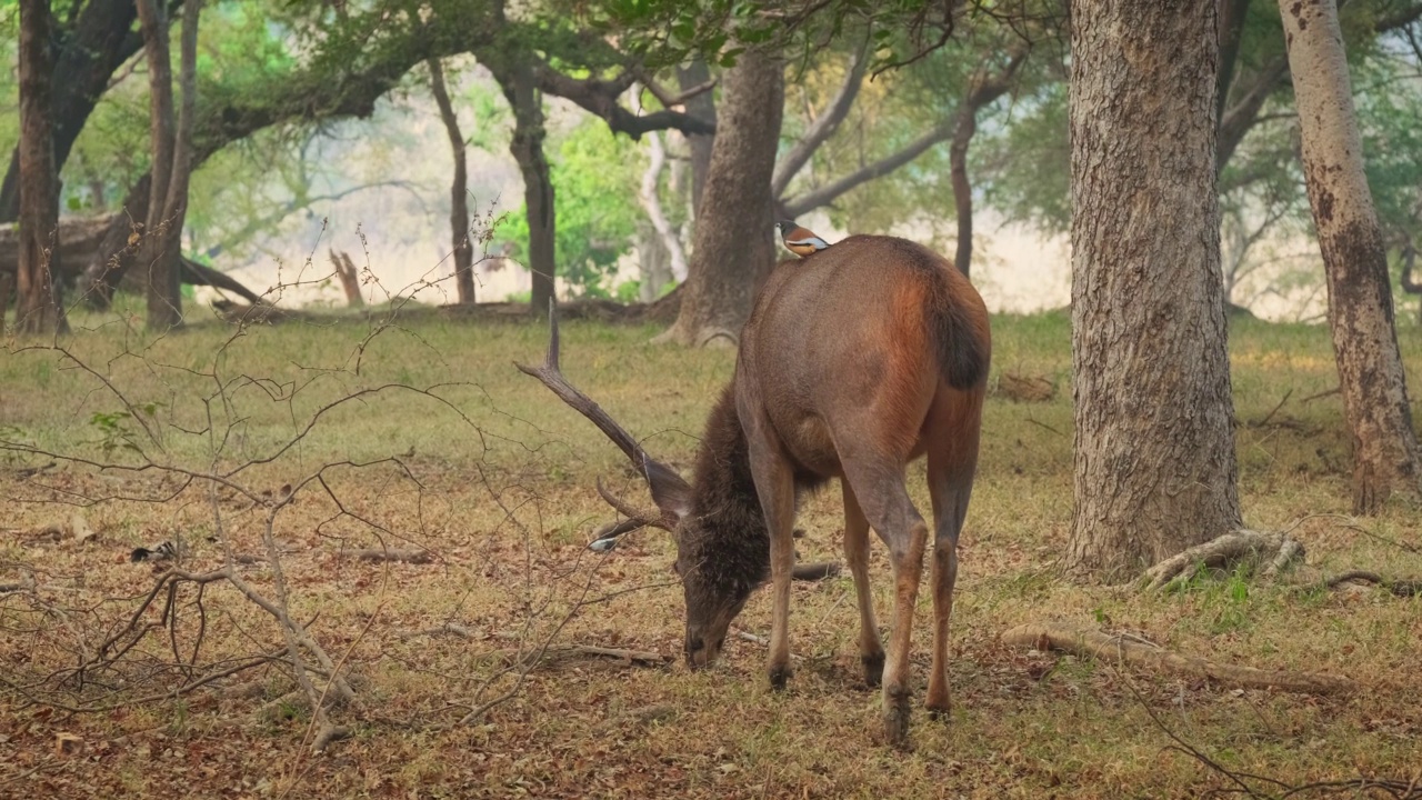 美丽的雄性酸棕鹿(Rusa unicolor)在Ranthambore国家公园的森林里吃草，拉贾斯坦邦，印度。视频素材