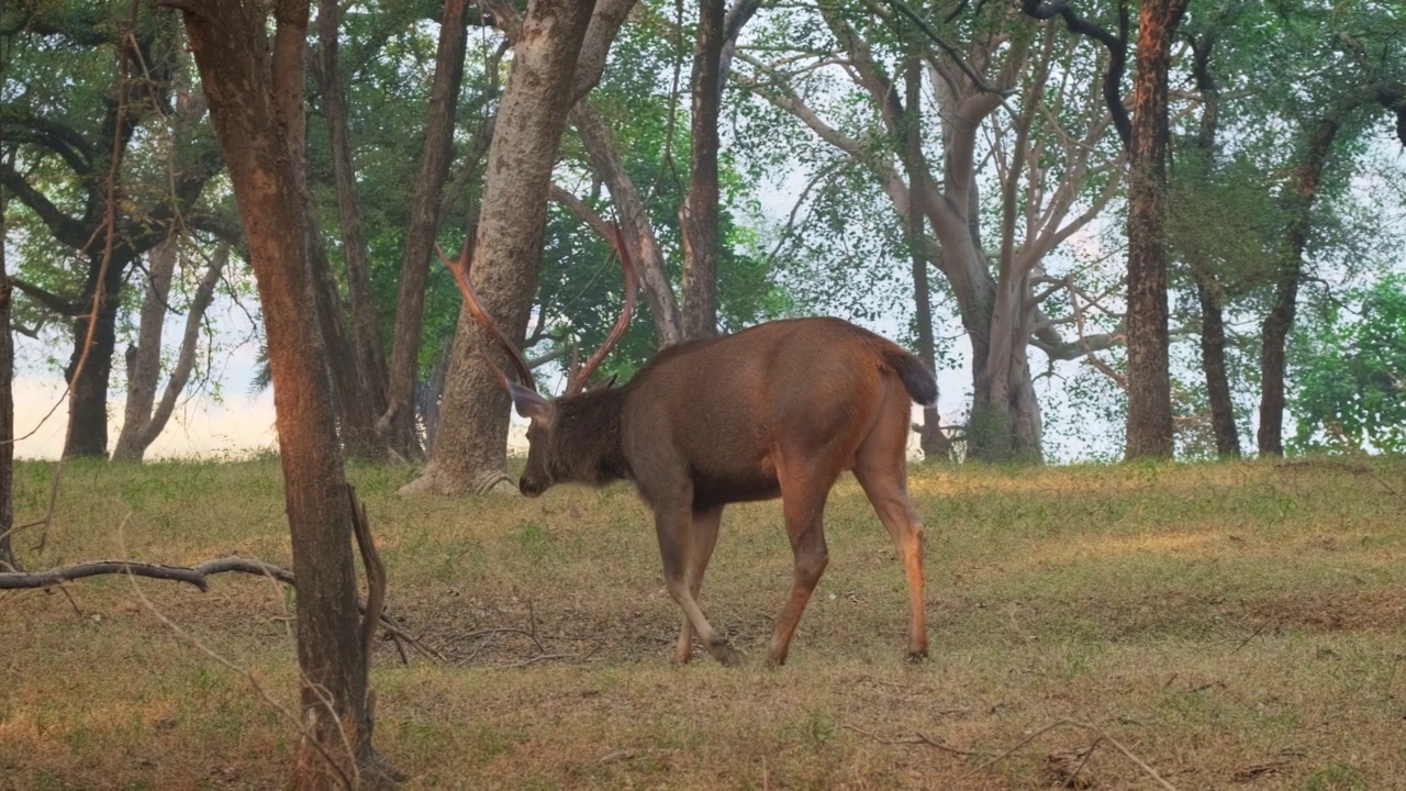 美丽的雄性酸棕鹿(Rusa unicolor)在Ranthambore国家公园的森林中行走，拉贾斯坦邦，印度。随着镜头的水平视频素材