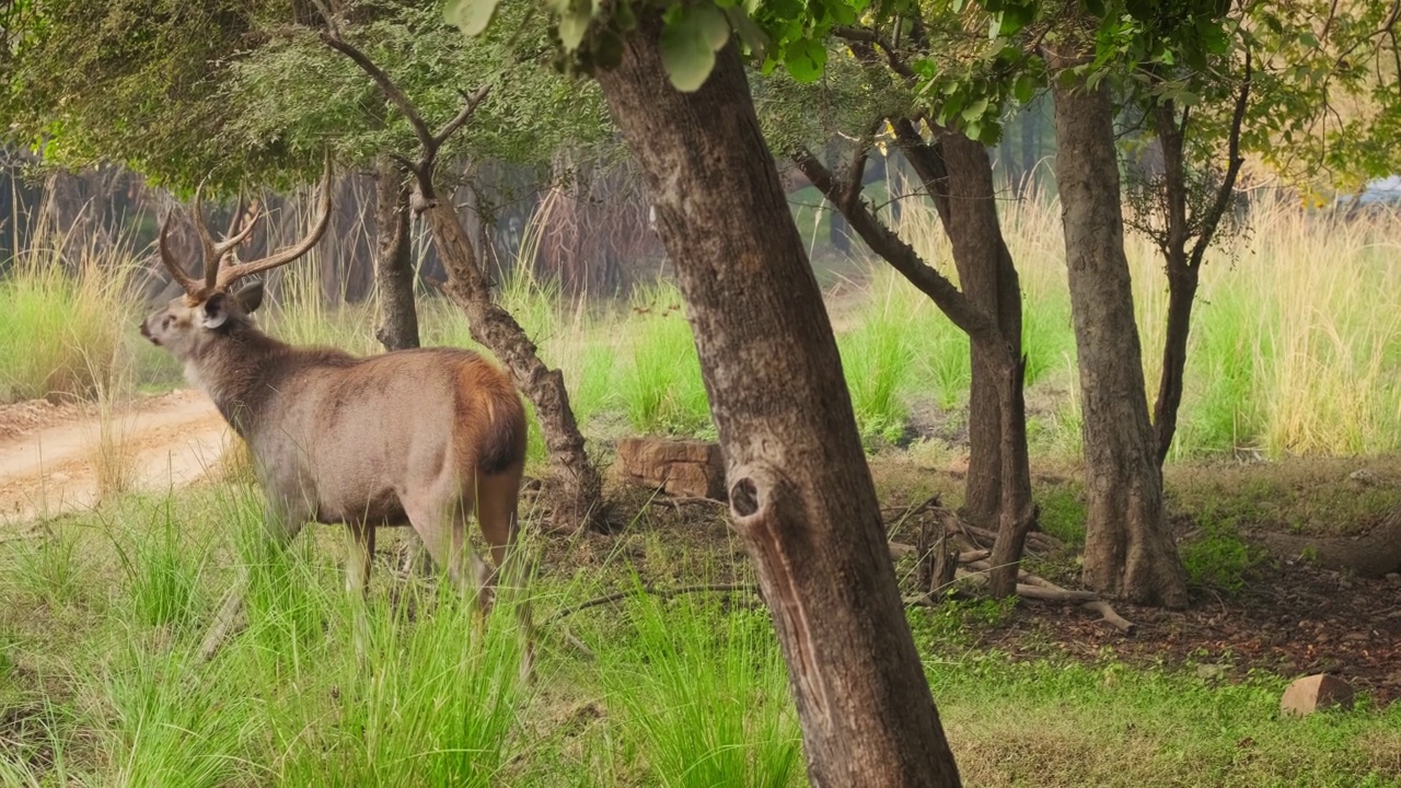 美丽的雄性酸棕鹿(Rusa unicolor)在Ranthambore国家公园的森林中行走，拉贾斯坦邦，印度。随着镜头的水平视频素材