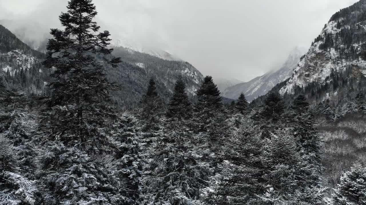 冬季森林低云景观的针叶林鸟瞰图树木背景旅行宁静的风景与积雪覆盖的树木山谷。低飞无人机视频素材