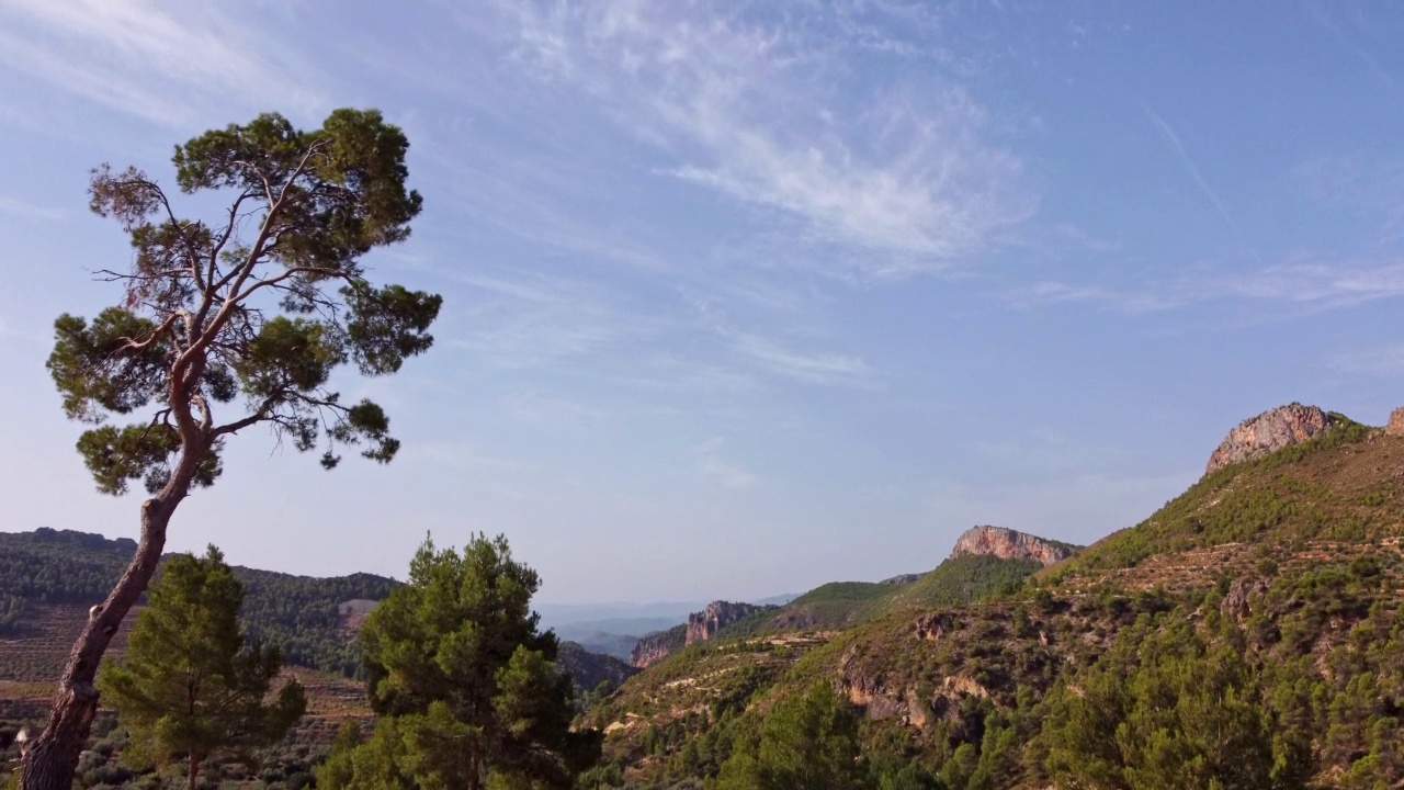 一棵孤独的松树，望着天空和周围的群山。无人机射击，西班牙莫利尼科斯。视频素材