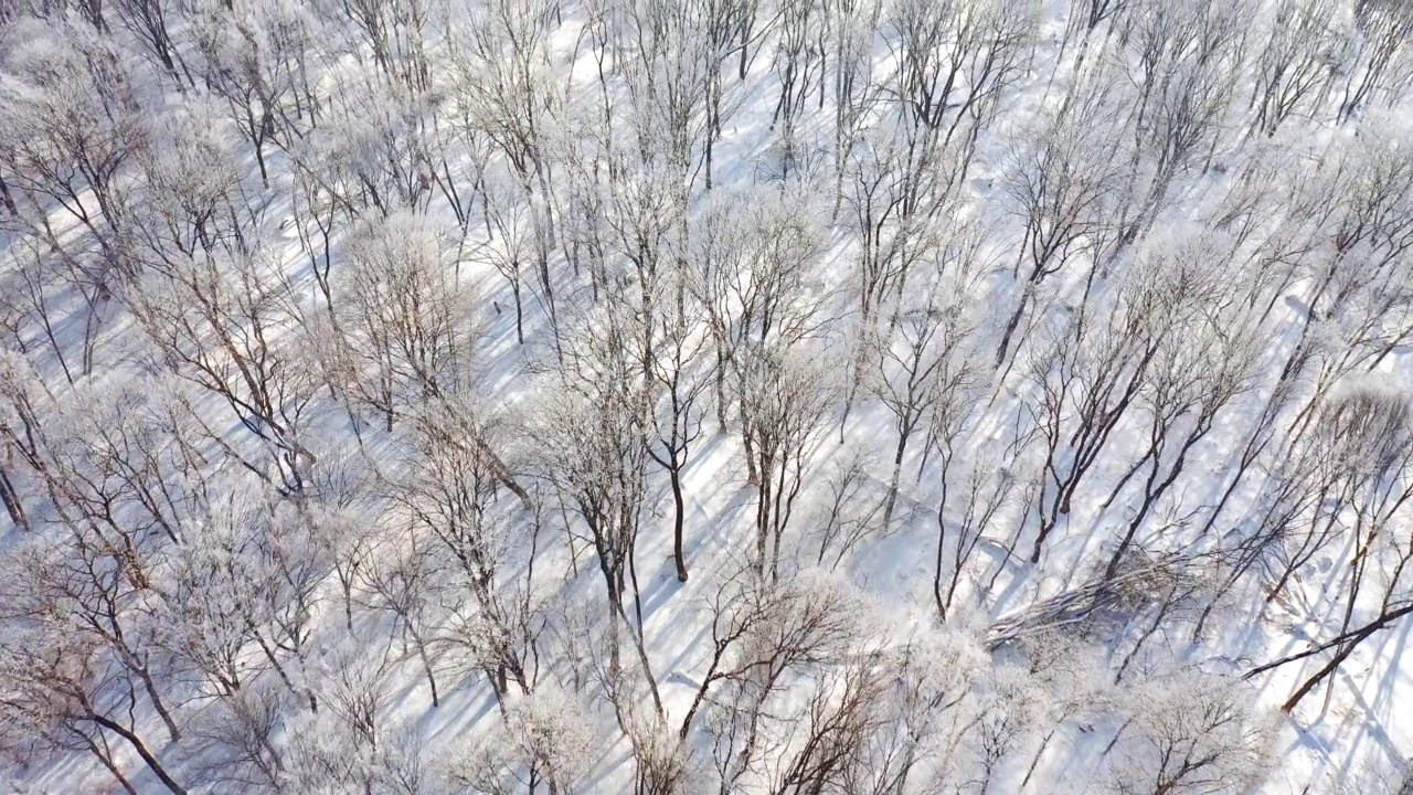 无人机在一个阳光明媚的日子里飞过一片雪原森林。视频素材