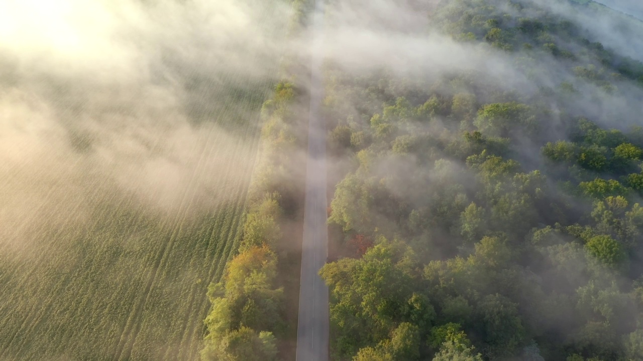 清晨灿烂的浓雾笼罩着穿过田野的道路。视频素材