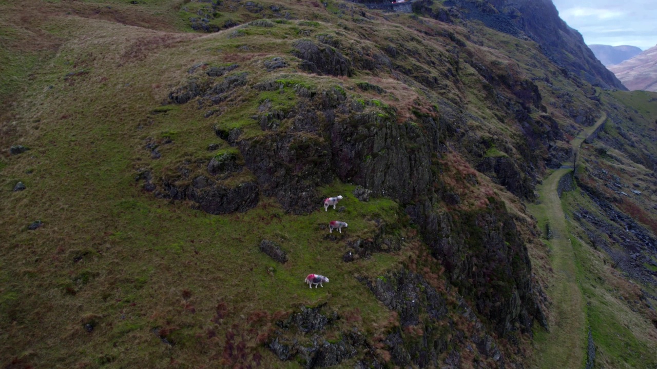 英国湖区霍尼斯特板岩矿山上的绵羊(空中拍摄)视频素材