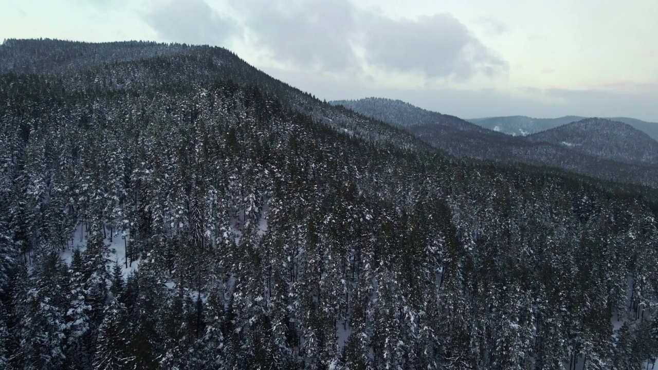 在忧郁的天空下，冬天鸟瞰白雪皑皑的松林。视频素材