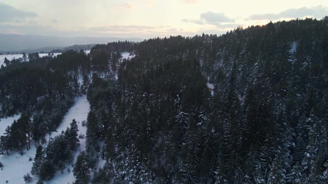 在忧郁的天空下，冬天鸟瞰白雪皑皑的松林。视频素材