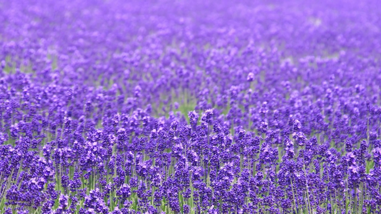 薰衣草田，北海道，日本视频下载