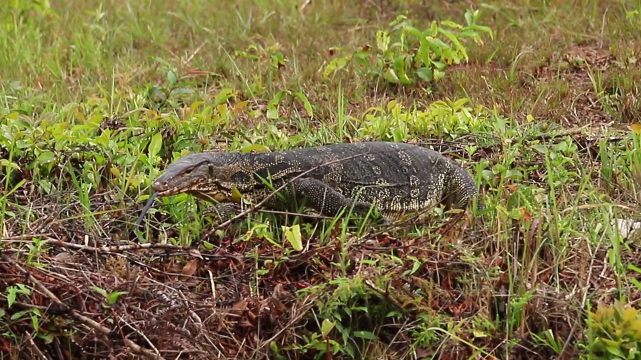 水监视器(Varanus salvator)在热带森林视频素材