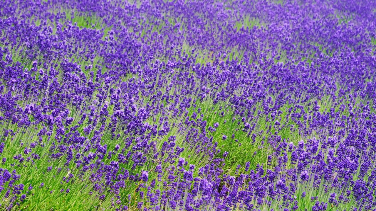 薰衣草田，北海道，日本视频下载