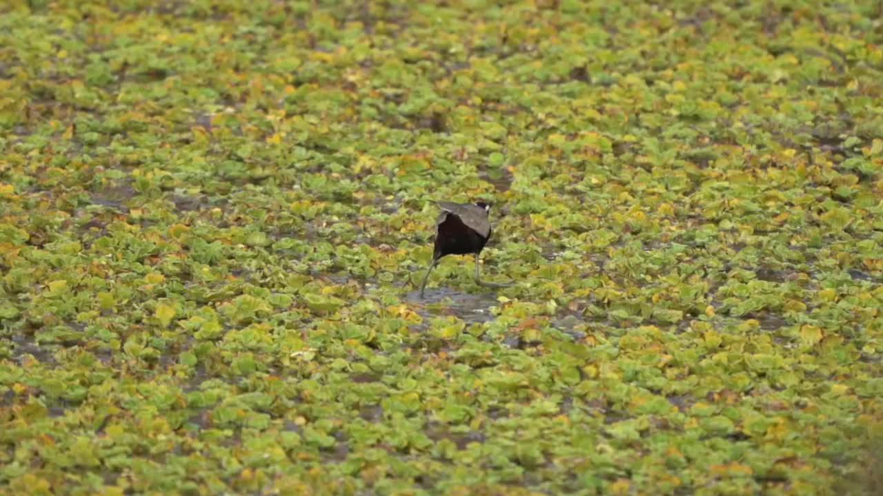 鸟栖息在植物上的特写镜头视频素材