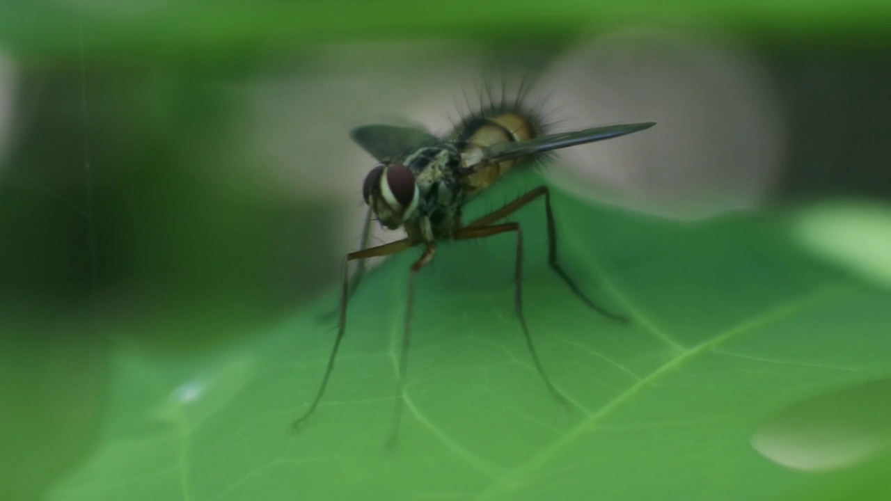 叶上的黄蜂(Polistes nipponensis Saussure)，自然界中的昆虫，有毒昆虫视频素材