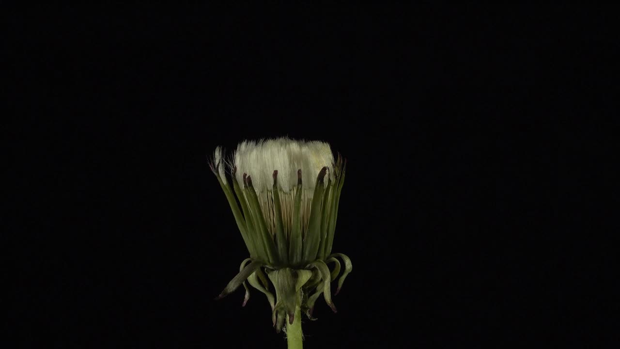 打开蒲公英植物在黑色的背景，时间推移视频下载