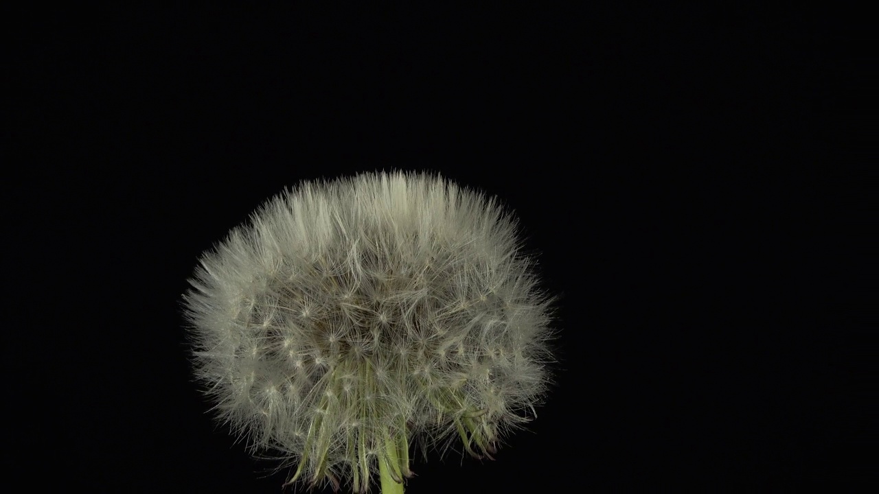 打开蒲公英植物在黑色的背景，时间推移视频素材