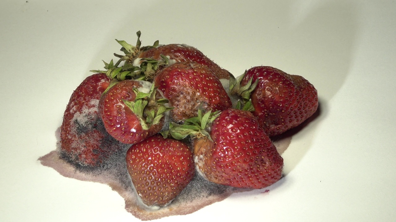 草莓在白色背景上腐烂。时间流逝视频下载